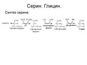 Взаимодействие глицина и кофеина в организме