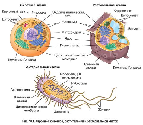 Взаимодействие клеточной оболочки с внешней средой у растительных клеток: