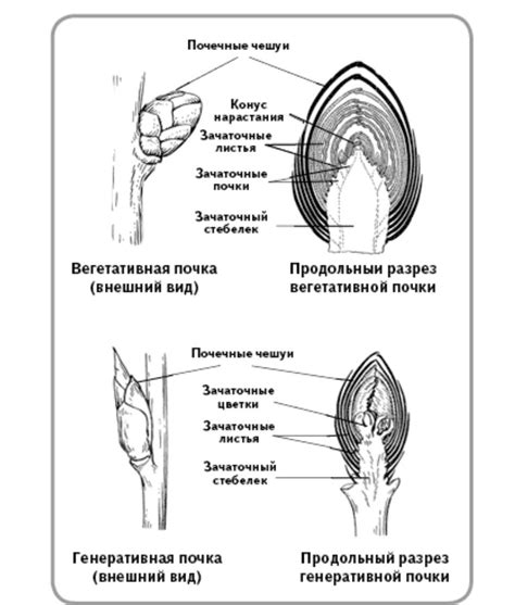 Взаимодействие между зрелым мховым растением и его генеративной структурой