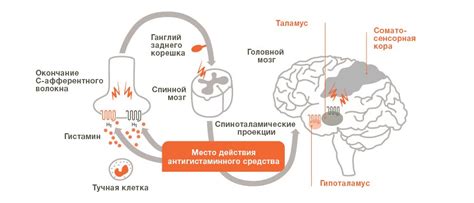 Взаимосвязь аллергических реакций и зуда кожи