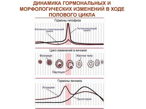 Взаимосвязь гормональных изменений и возникновения целлюлита