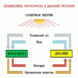 Взаимосвязь дыхания и концентрации