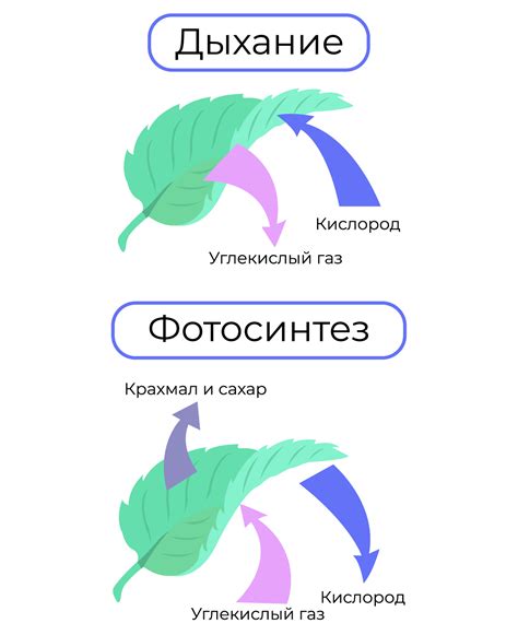 Взаимосвязь запасного питательного ресурса и процесса роста у растений