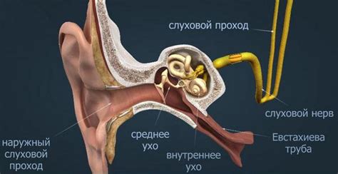 Взаимосвязь скопления слизи в носоглотке и функционирования слуховой трубы