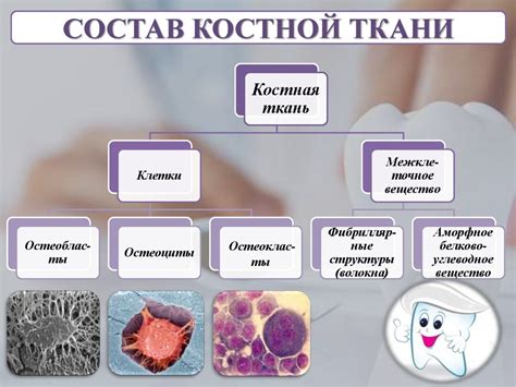 Витамин К: ключевой элемент в процессе формирования костной ткани