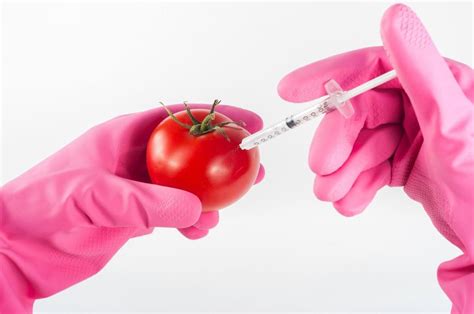 Влияние ГМО на здоровье