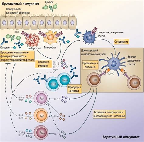 Влияние амаранта на работу иммунной системы