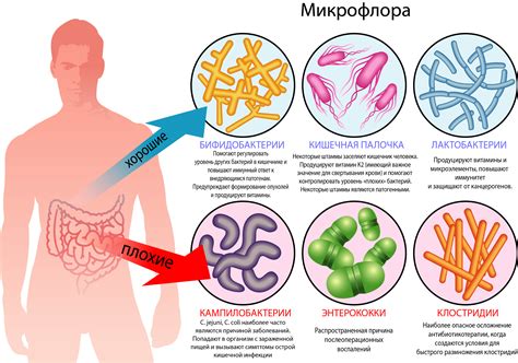 Влияние бактерий и микроорганизмов на запах кала