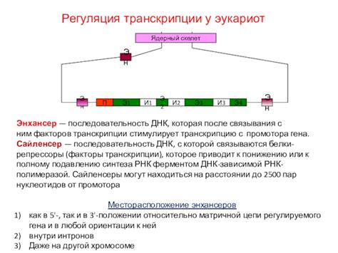 Влияние внешних факторов на процесс синтеза РНК