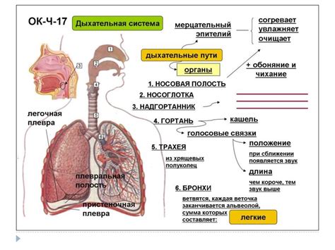 Влияние воспалительного процесса на функцию дыхательной системы