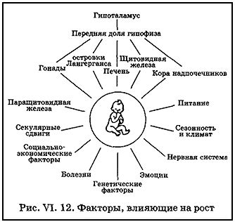 Влияние генетических факторов на формирование внешних черт ежей
