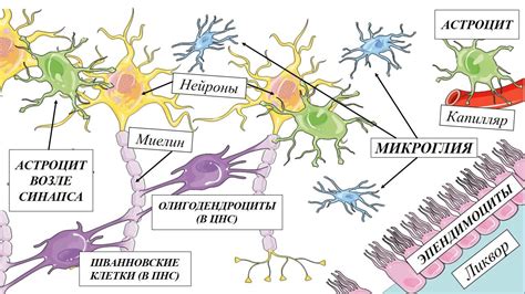 Влияние глиальных клеток на образование и функционирование синапсов