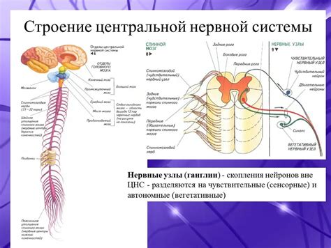 Влияние золотого корня на функционирование центральной нервной системы