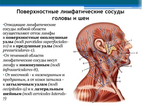 Влияние игольчатого коврика на кровообращение и лимфатический отток