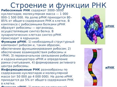 Влияние изменений нуклеотидов на функциональность ИРНК