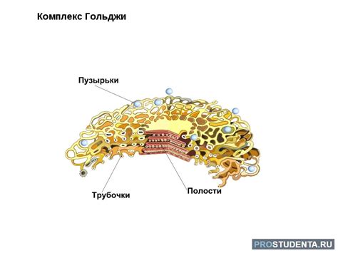 Влияние комплекса Гольджи на структуру и форму клеточных оболочек