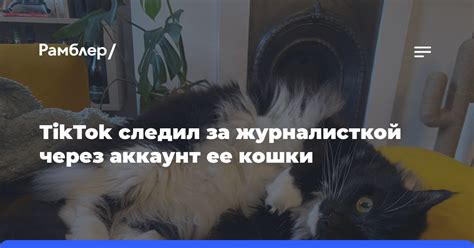 Влияние названия головного убора на популярность кошки в социальной сети TikTok