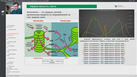 Влияние направления освещения на рост мха