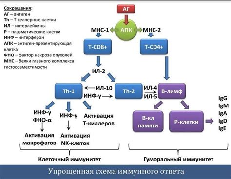 Влияние нарушений в работе специальных образований клеток на организм