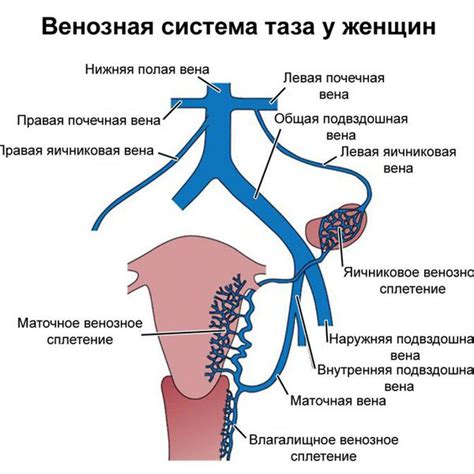 Влияние настоев и отваров на профилактику болевых проявлений в органах малого таза у женщин