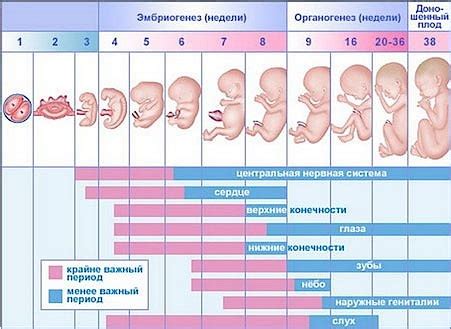 Влияние на нормальный ход беременности и роды