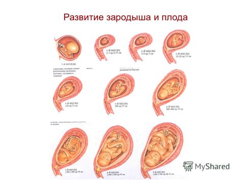 Влияние на роды и развитие плода