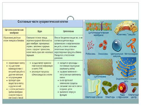 Влияние окружающей среды на клетки с сходной структурой и функцией важных органов