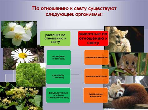 Влияние особенностей наружного среды и здоровья на распространение необычных звуков в ушах у животных