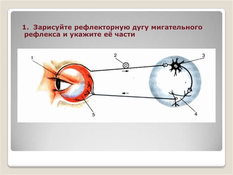 Влияние отсутствия мигательного рефлекса на функционирование глаз