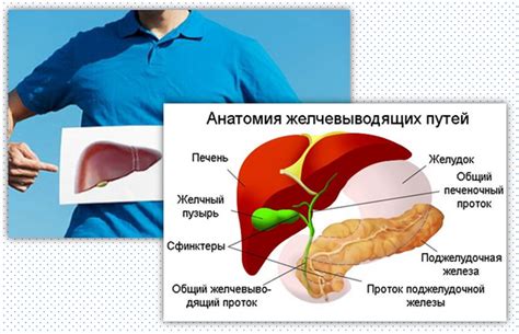 Влияние питания на содержание желчного пигмента в организме