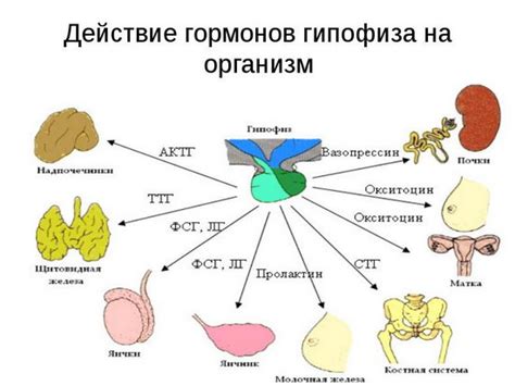 Влияние питания на уровень гормонов, способствующих сжиганию жира