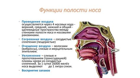 Влияние питания на форму элемента в области носа