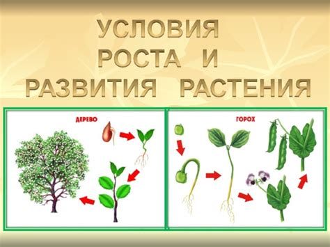 Влияние побегов растения на его развитие и урожайность