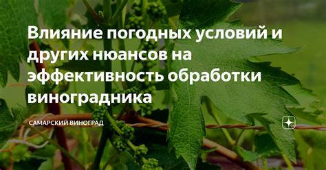 Влияние погодных условий на гниение клубники