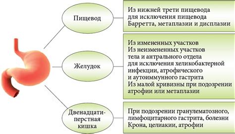 Влияние полезных микроорганизмов на восстановление работы желудочно-кишечного тракта у детей в возрасте 9 месяцев