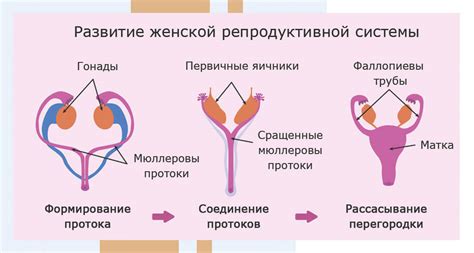 Влияние препарата на процессы развития репродуктивной системы в период формирования подросткового организма