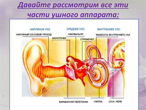 Влияние размера детали ушного аппарата на комфорт в ношении