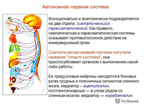 Влияние стресса и нервной системы на состояние микрофлоры женских органов