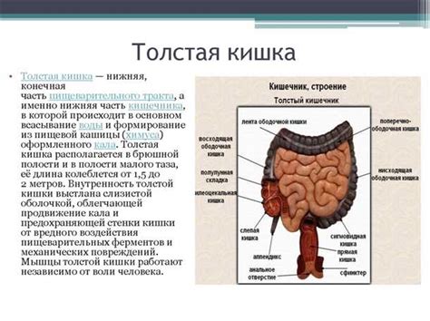 Влияние стресса на функцию кишечника