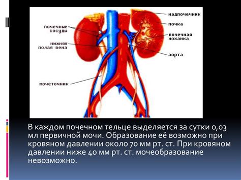 Влияние техник половой жизни на здоровье мочевой системы