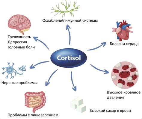 Влияние уровня кортизола на память и когнитивные функции