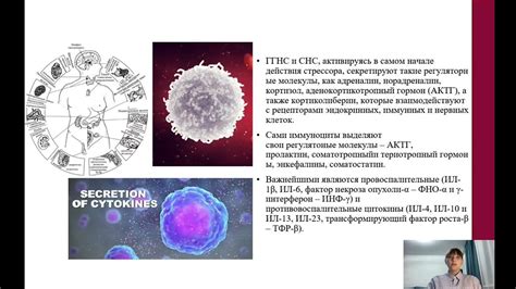 Влияние цианокобаламина на иммунную систему