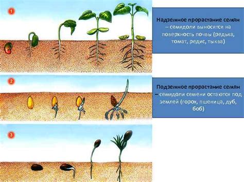 Влияние ядра на развитие и рост растений