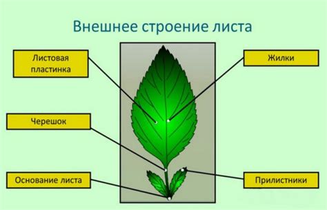 Внешний вид и форма растений