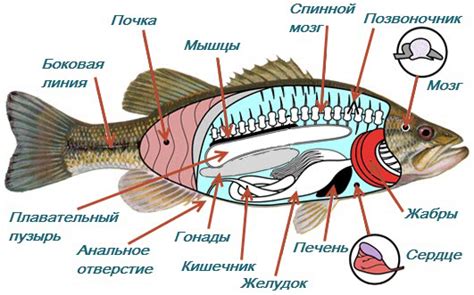 Внешний облик и анатомические особенности рыб