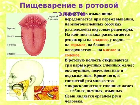 Внутренние факторы, влияющие на ощущение зуда в кончике языка