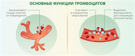 Воздействие окружающей среды на уровень тромбоцитов в организме