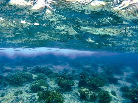 Воздействие особенного природного явления на морскую фауну и флору