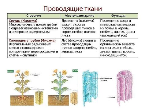 Возможности формирования тканей и органов у растительных и животных организмов