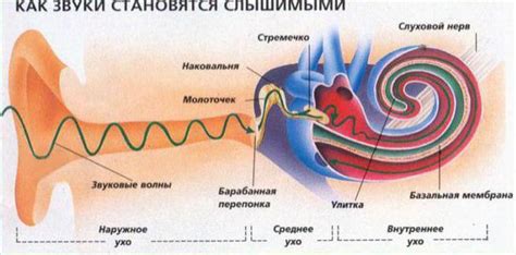 Возможные причины ощущения звука в слуховом и когнитивном восприятии